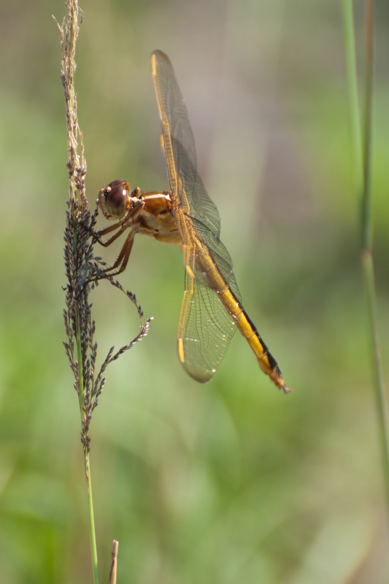 Orlando Wetlands Park, Christmas Florida - Dragonfly